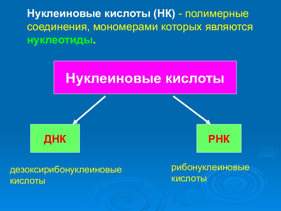 Мономерами нуклеиновых кислот являются нуклеотиды. Нуклеиновые кислоты. Нуклеиновые кислоты презентация. Мономерами нуклеиновых кислот являются. Классификация нуклеиновых кислот.