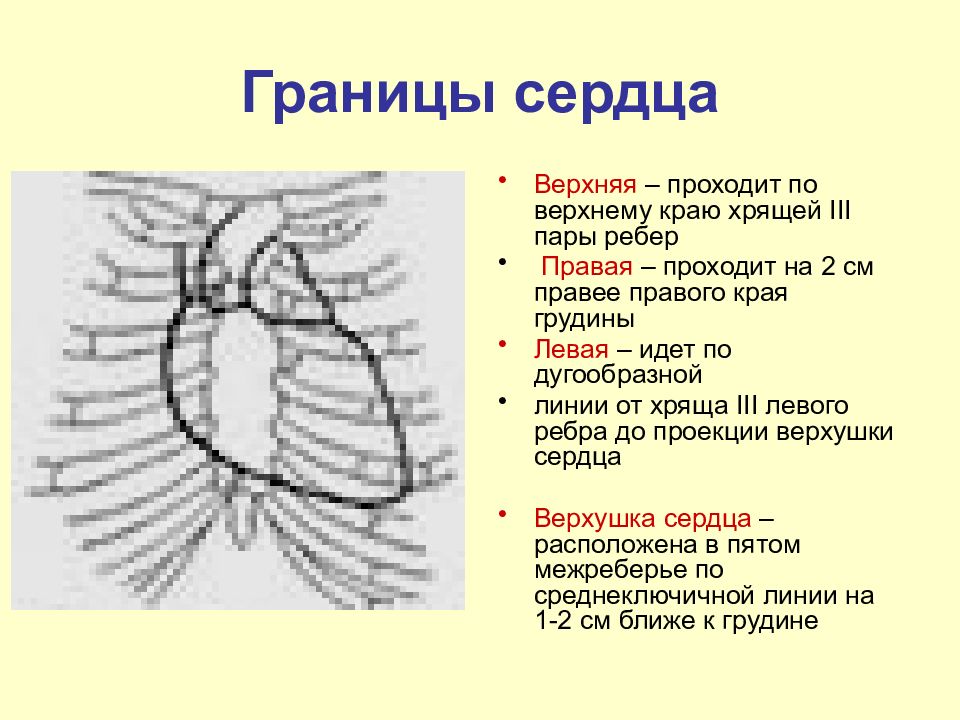 Границы сердца