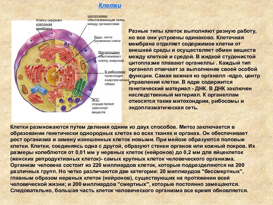 Почему клетки выполняют разные функции. Клетки человеческого организма. Различные клетки человеческого организма. Зачем в организме клетки. Самая крупная клетка организма.