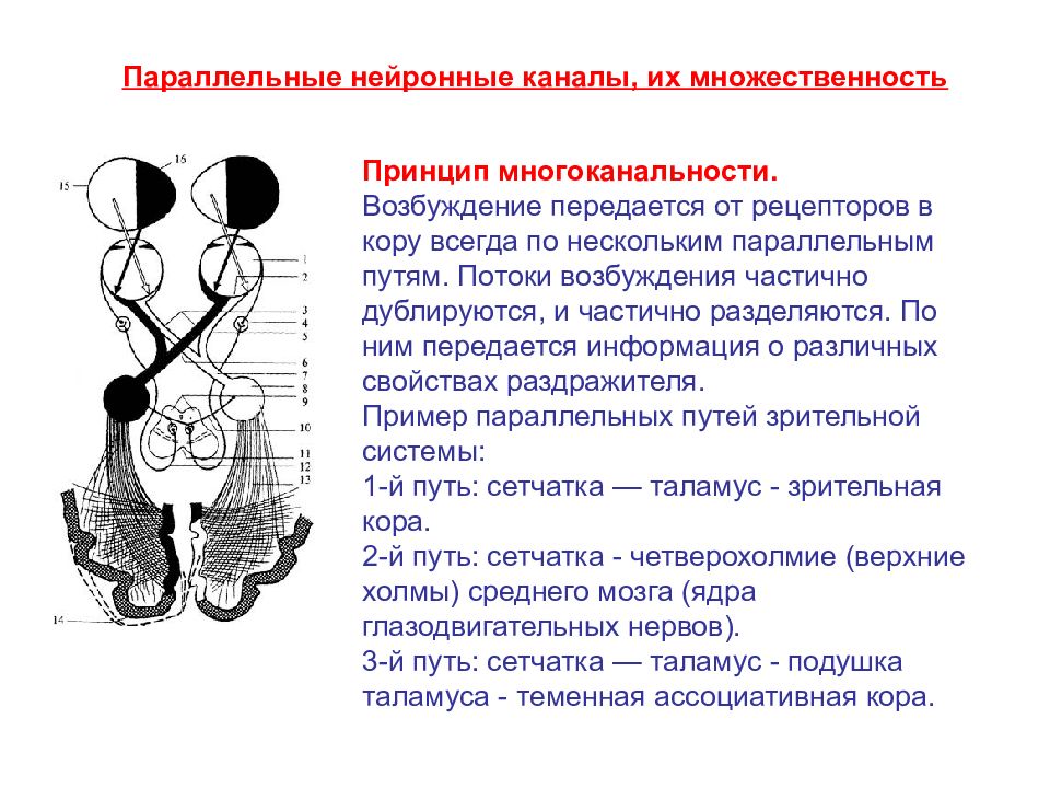 Функции сенсорной системы органов. Принцип многоканальности. Многоканальность сенсорной системы. Принцип многоканальности сенсорных систем. Принцип организации сенсорных систем многоканальность.