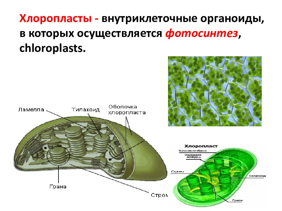 Функция органоида хлоропласт. Трёхмембранные хлоропласты. Хлоропласты функции. Что такое хлоропласты в биологии 5 класс.