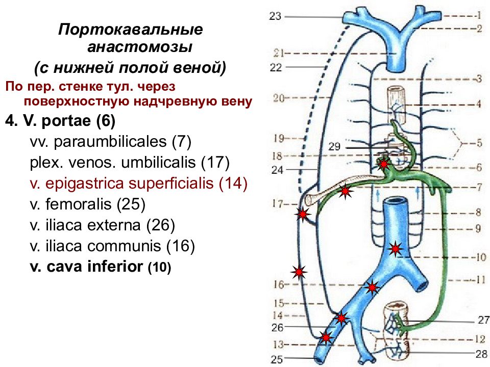 Кава портокавальный анастомоз. Нижняя брыжеечная Вена анастомозы. Кава кавальные и портокавальные анастомозы анатомия. Венозные анастомозы анатомия. Анастомозы вен портокавальные.