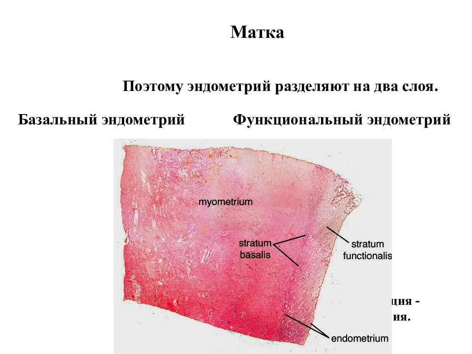 Женская половая область. Функциональный слой эндометрия.