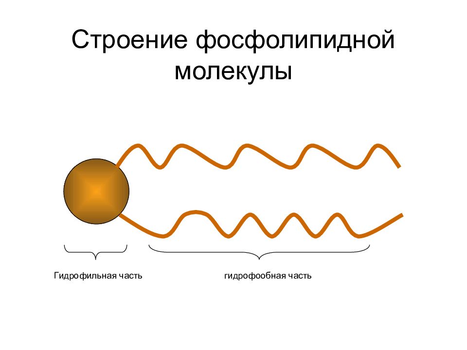 Омега 3 Фосфолипидная Форма Купить