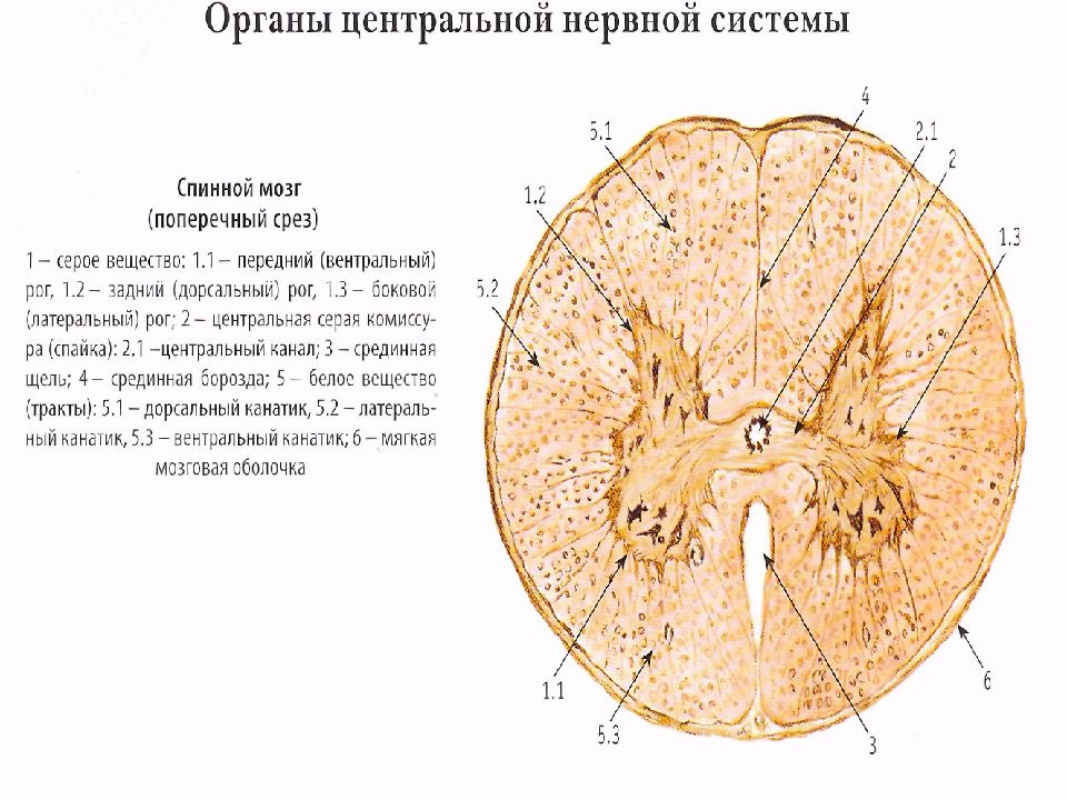 РЎРїРёРЅРЅРѕР№ РјРѕР·Рі