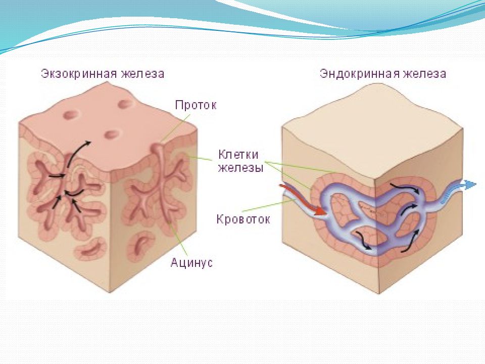 Экзокринные железы это. Экзокринные железы. Экзокринных и эндокринных желез. Эндокринные железы и экзокринные железы. Экзокринные железы анатомия.