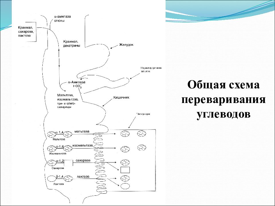 Схема переваривания углеводов в жкт биохимия