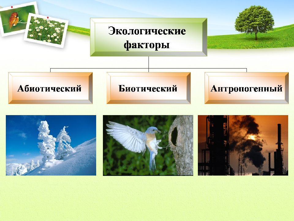 Растения и экологические факторы тест. Экологические факторы. Презентация экология экологические факторы. Экологические факторы картинки. Коллаж экологические факторы.