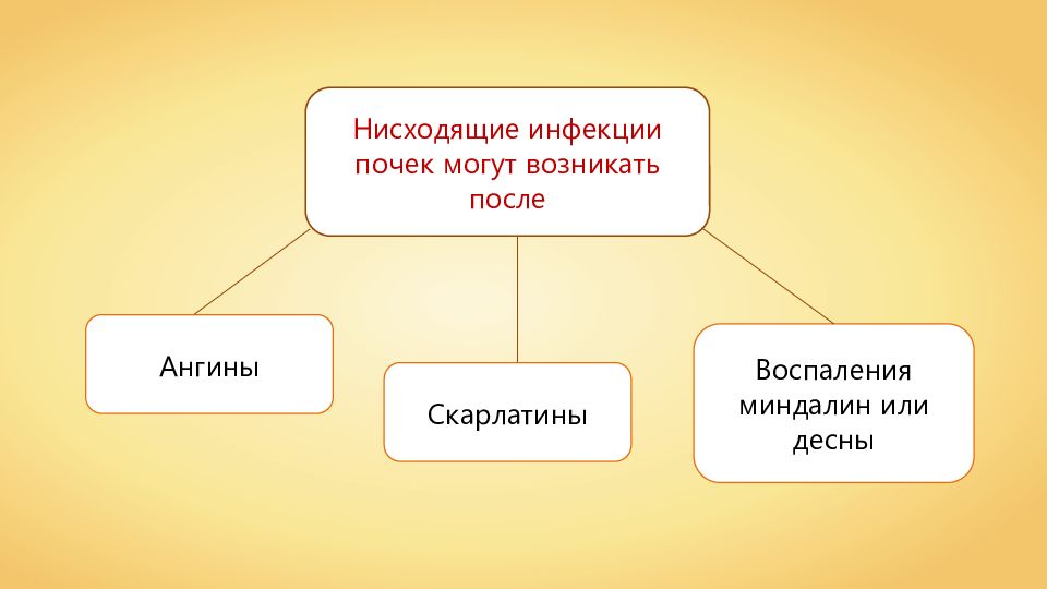 Заболевания органов мочевыделения презентация 8 класс пасечник