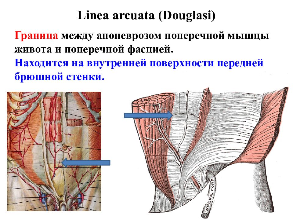 Топография брюшной стенки презентация