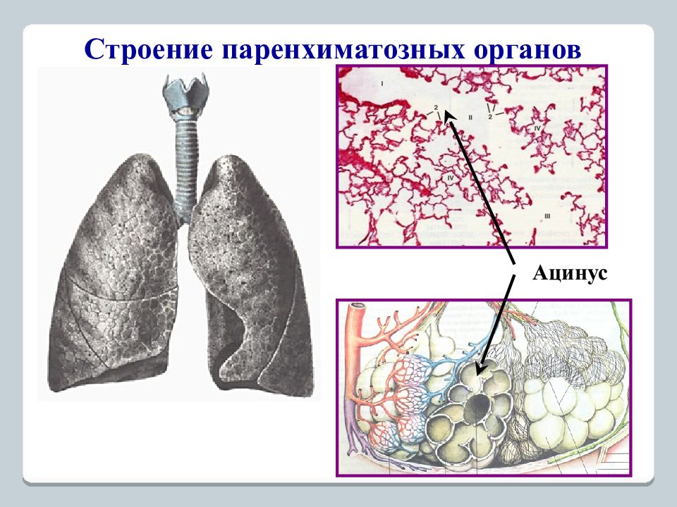 Паренхиматозные органы. Строение паренхиматозных органов. Строение паренхиматозного органа анатомия. Строение стромы паренхиматозных органов. Паренхиматозные органы животных.