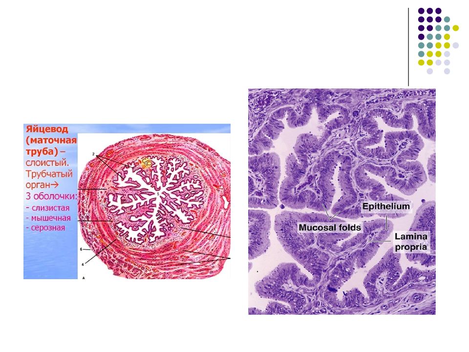 Половая система гистология презентация