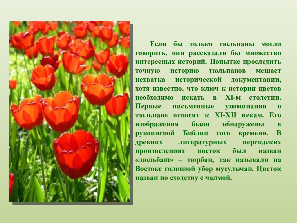 Факты о тюльпанах. Рассказать о тюльпане. Рассказ о тюльпане. Интересная информация о тюльпане. Тюльпан краткая информация.