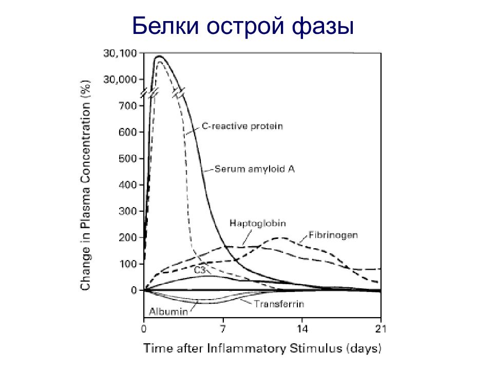 Острая фаза. Белки острой фазы. СМЛ белок острой фазы. Белки острой фазы гиф. График возрастного распределения фаз воспаления.