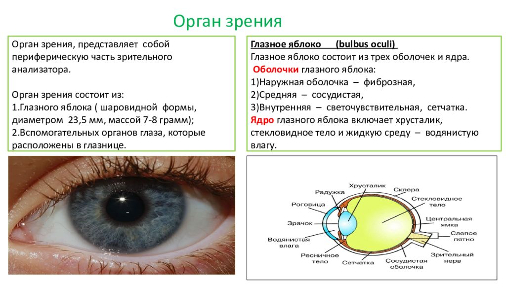 Основной орган зрения. Функции органов зрения человека. Физиология органа зрения. Орган зрения строение и функции. Орган зрения плакат.