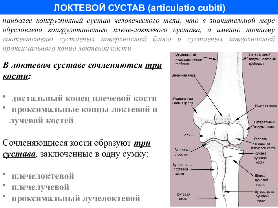 Суставные поверхности конгруэнтны. Инконгруэнтный сустав голеностопный сустав. Дистальный локтевой сустав. Суставные поверхности локтевого сустава. Сочленяющиеся кости локтевого сустава.