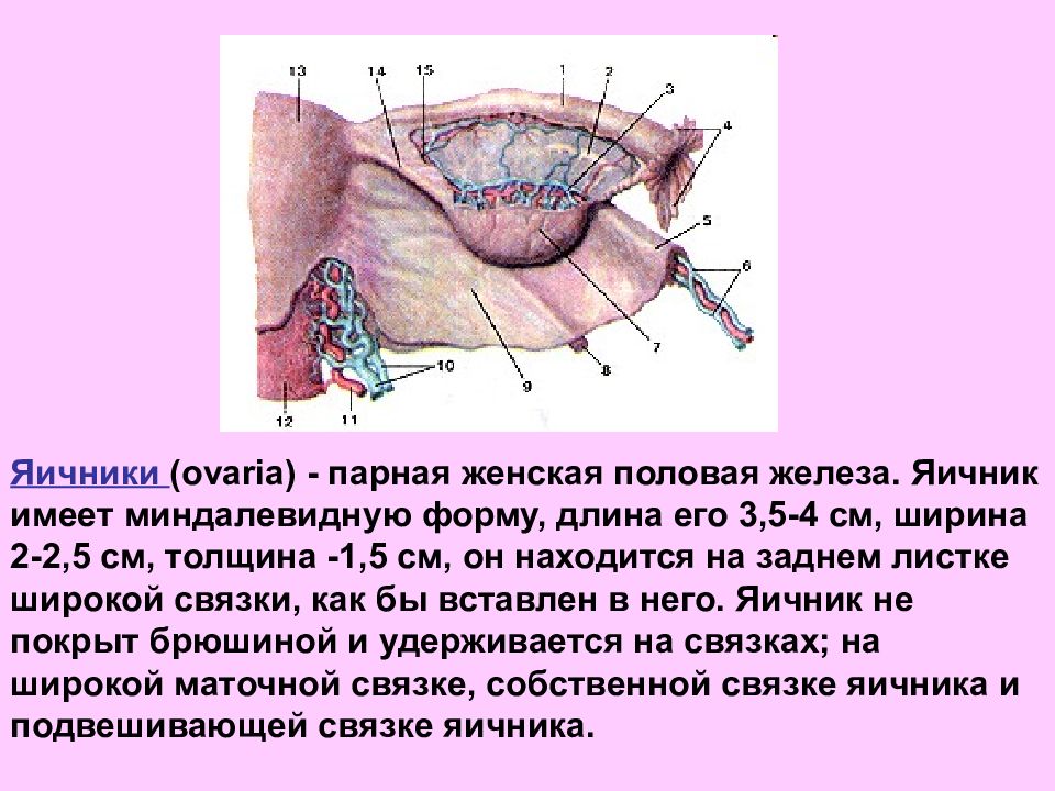 Женские половые органы трубы. Женские половые железы яичники анатомия. Строение женской половой железы яичника. Яичник парная женская половая железа,. Женские половые железы топография.