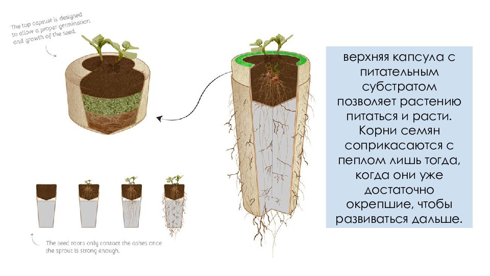 Корень верх. Биоурна превращение в дерево. Биоурна для праха дерево. Капсула дерево для праха.