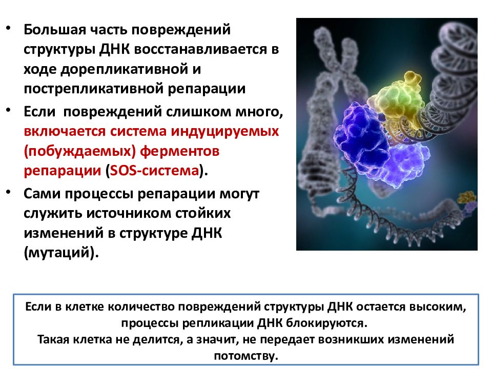 Клеточный уровень процесс. Воспроизведение на молекулярном и клеточном уровнях. Воспроизведение на клеточном уровне. Молекулярный и клеточный уровень. САМОРЕПРОДУКЦИЯ на молекулярно клеточном уровне.