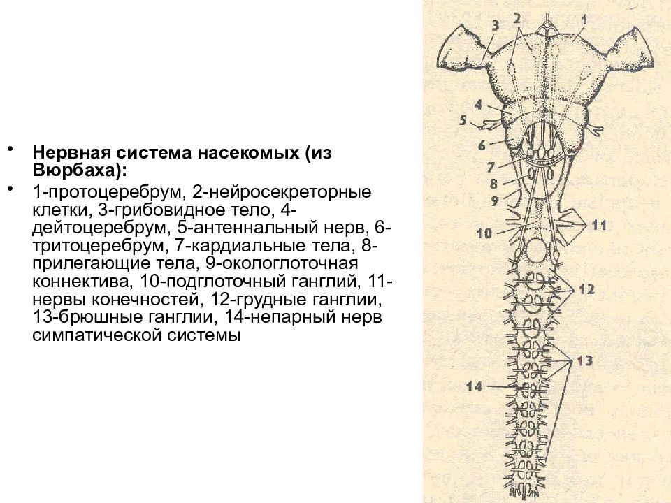 Окологлоточная нервная система