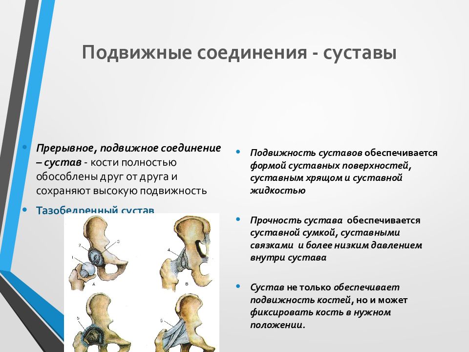 Возрастная анатомия физиология и гигиена лекции. Возрастная анатомия физиология и гигиена. Возрастная анатомия, физиология и гигиена в ДОУ. Возрастная анатомия физиология и гигиена картинки. Возрастная анатомия учебник.