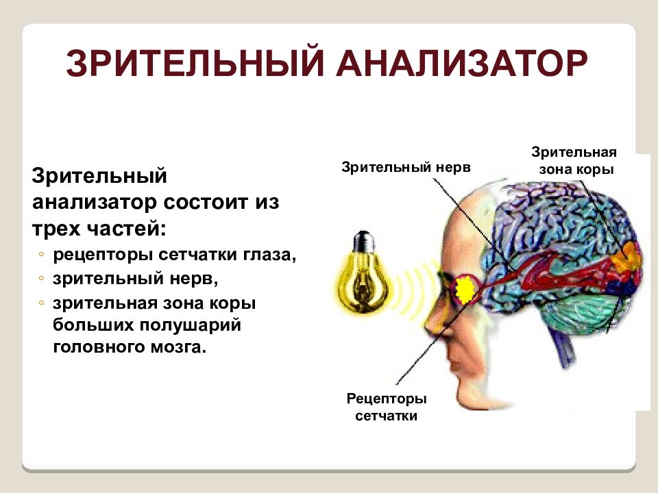 Где происходит окончательное различение изображения