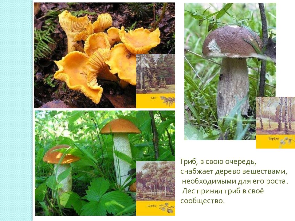 Зачем в лесу грибы. Природное сообщество грибы. Для чего нужны грибы в природе. Грибы природного сообщества лес. Значение лесов в природе и жизни человека.