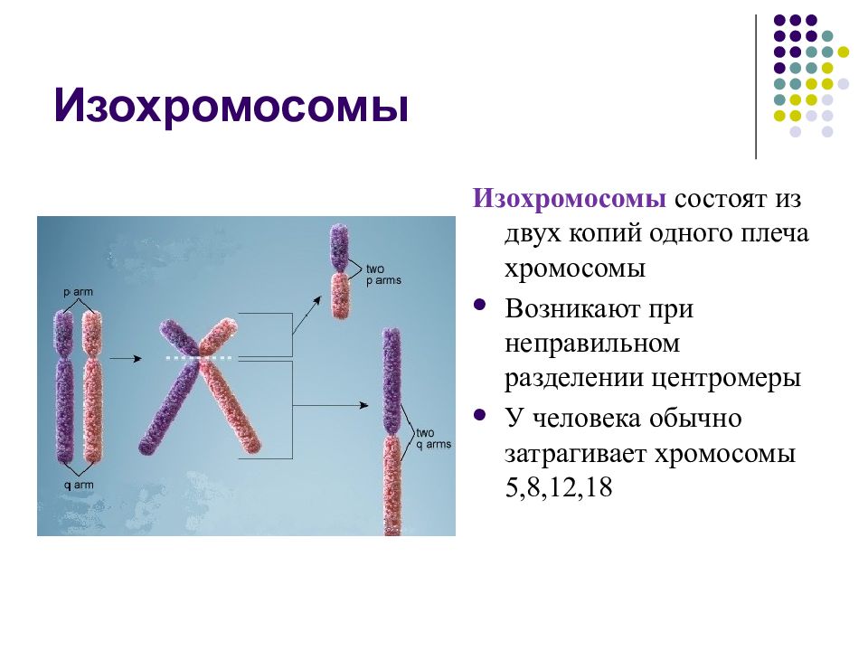 Кольцевая хромосома 2. Изохромосомы. Дицентрическая хромосома. Изохромосомы мутация. Дицентрические и кольцевые хромосомы.