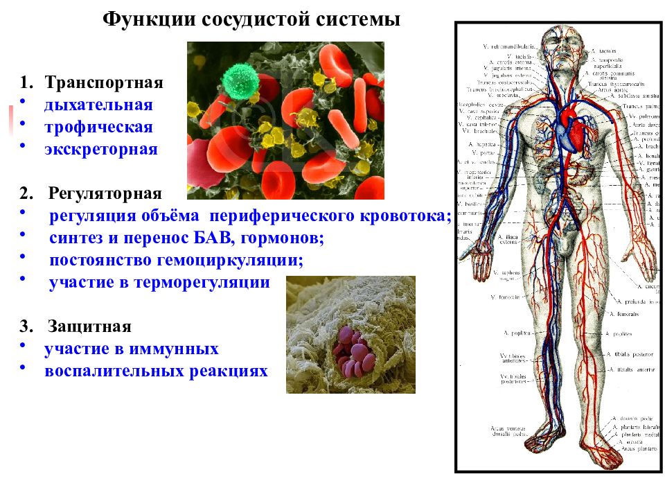 Анатомия и физиология сердечно сосудистой системы презентация