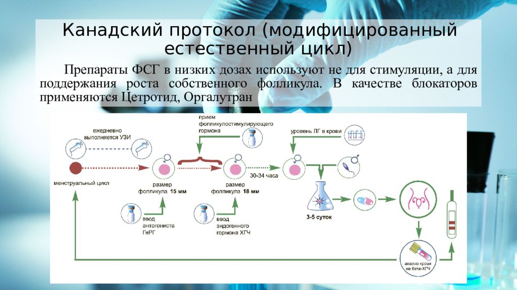 Препараты для стимуляции овуляции при эко. Эко в естественном цикле. Стимуляция овуляции летрозолом схема. Французский протокол эко.