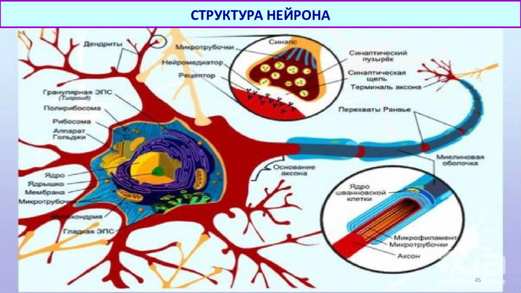 Гистология 1 курс. Печень аксолотля гистология. Вена безмышечного типа гистология препарат. Строма и паренхима слюнных желез. Строение хряща гистология схема черно белая.