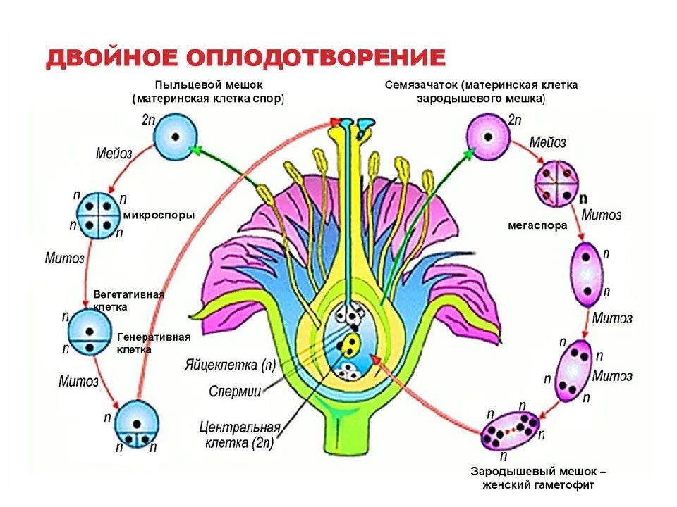 Оплодотворение 10 класс биология презентация