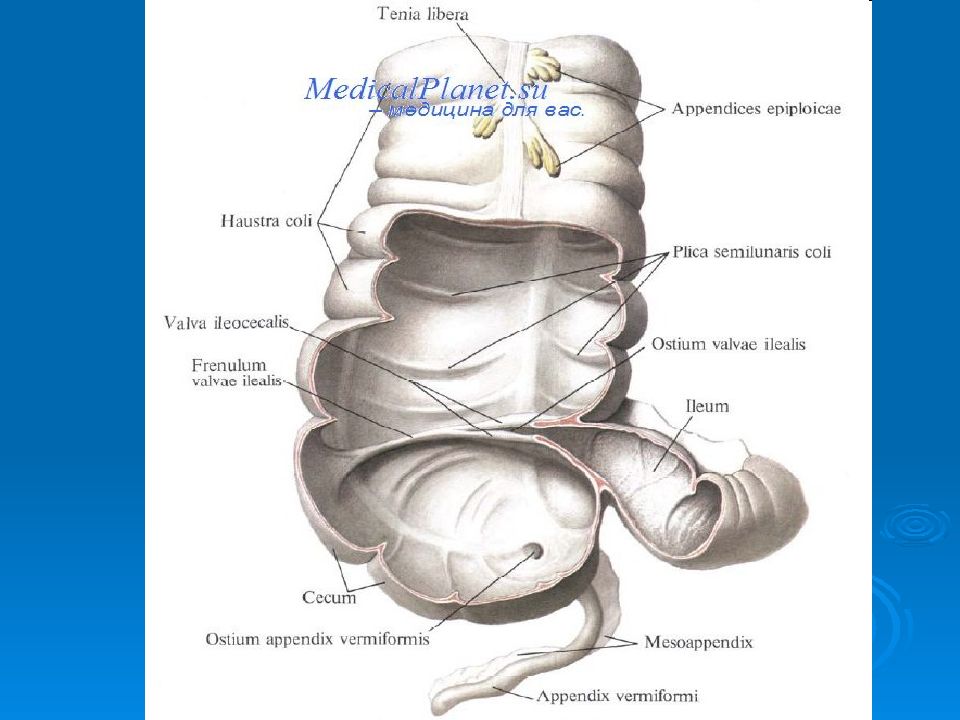 Рисунок слепой кишки