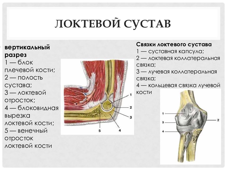 Покажи локоть человека. Локтевой сустав строение связки. Локтевой сустав анатомия строение. Связки локтевого сустава анатомия. Суставная полость локтевого сустава.