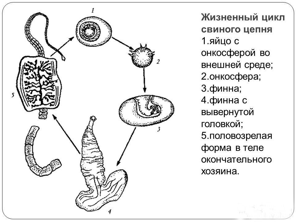 Какой цифрой обозначен на рисунке организм в котором цепень находится в виде финны