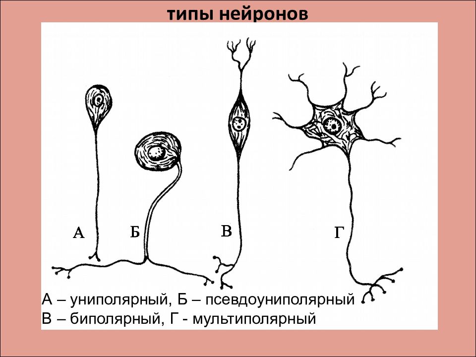 Виды нейронов. Типы нейронов униполярные. Типы нейронов по строению. Классификация нейронов мозга. Униполярный биполярный псевдоуниполярный мультиполярный.