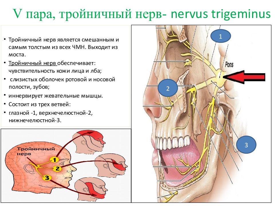 Можно греть тройничный нерв. 5 Пара тройничный нерв. Тройничный нерв расположение ветвей. Nervus trigeminus анатомия. Тройничный нерв нерв.