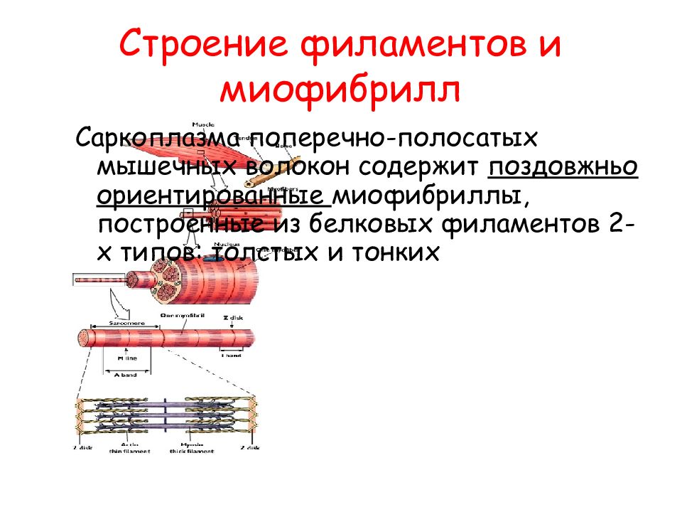Миофибриллы это мышечные. Строение миофибриллы биохимия. Строение мышцы миофибриллы. Строение поперечно полосатого мышечного волокна. Филаменты миофибрилл