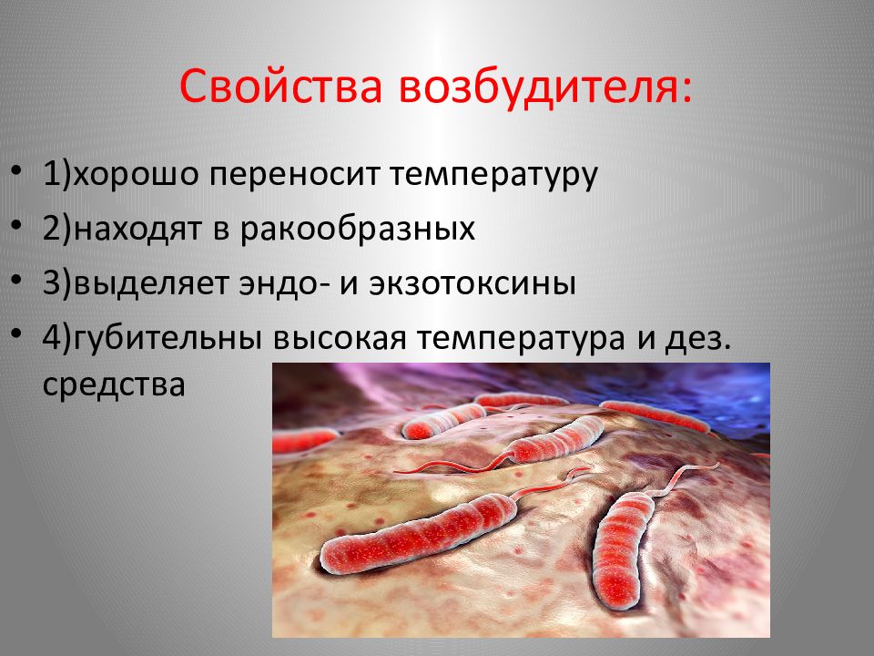 Холера микробиология презентация