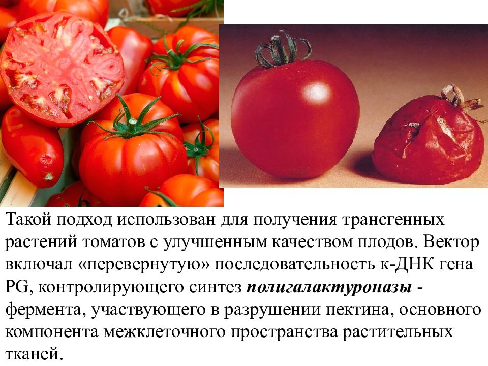 Где Купить Помидоры Геншин