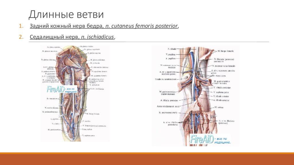 Подкожный нерв бедра топография. Кожно мышечный нерв бедра. Задний кожный нерв бедра анатомия. Задний нерв бедра. Пояснично-крестцовое сплетение таблица.