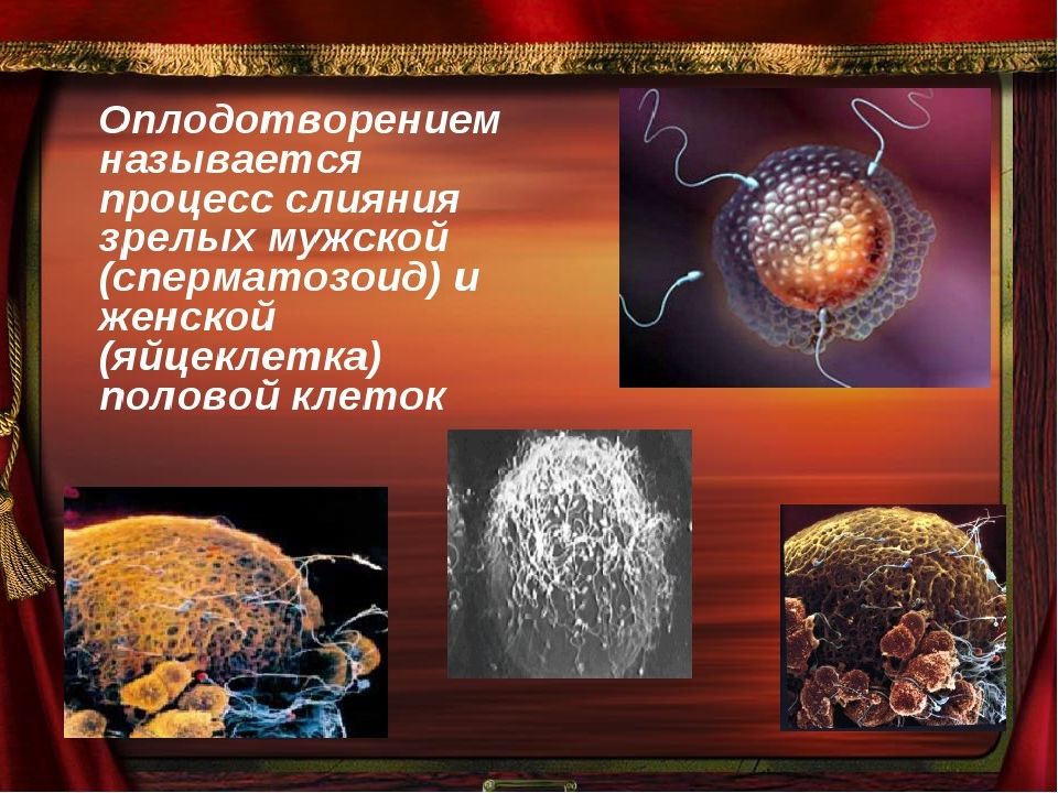 Физиология беременности презентация