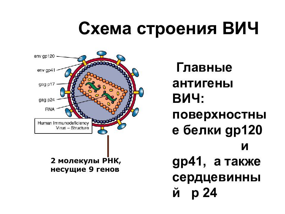 Вич белок. Схема строения вируса иммунодефицита человека. Антигенная структура вируса иммунодефицита человека. Антигенная структура ВИЧ. Строение ВИЧ вируса схема.