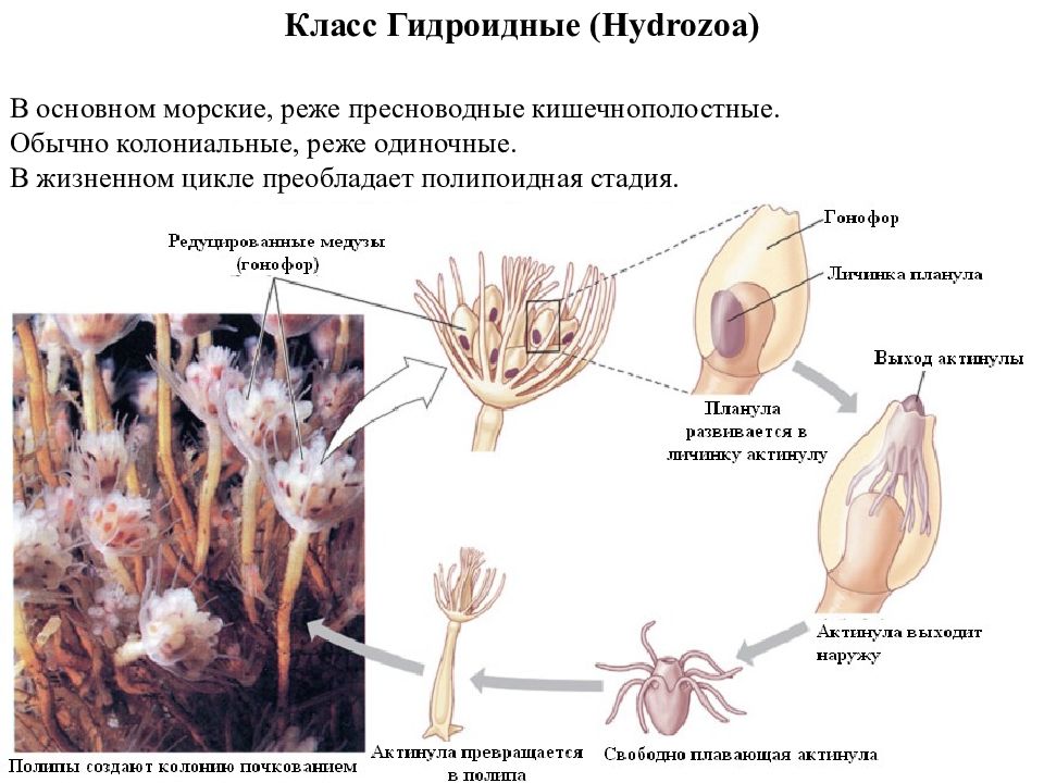 Жизненный цикл полипа. Жизненный цикл Hydrozoa. Гидроидные стадии развития. Личинка гидроидных. Основные стадии жизненного цикла гидроидных.