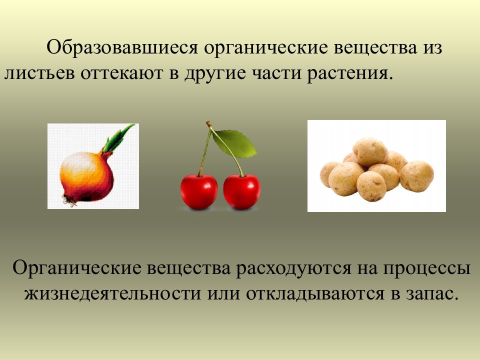 Примеры органических растений
