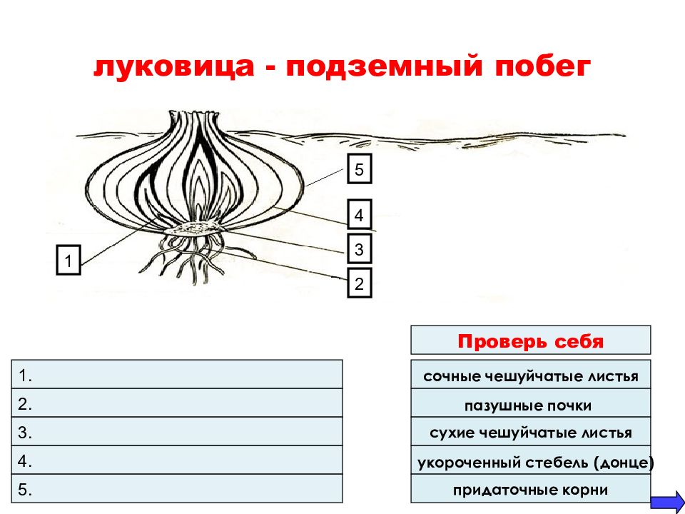 Какой видоизмененный побег представлен на рисунке