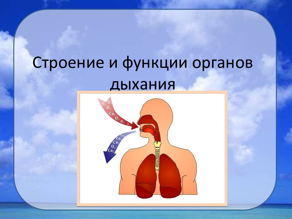 Вдох функции. Дыхательная система. Дыхательная система человека. Дыхательная система человека презентация. Дыхательная система человека строение и функции.