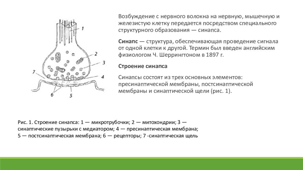 Схема строения и передачи сигнала в химическом синапсе