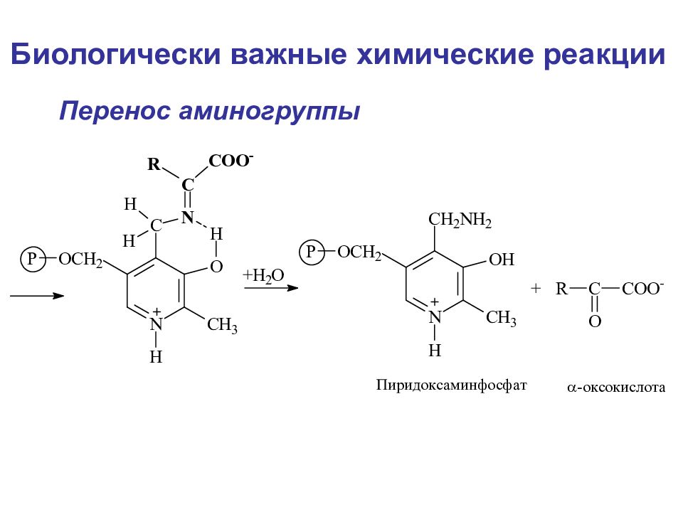 В реакцию с аминокислотами вступает. Биологически важные реакции. Биологически важные химические реакции. Биологически важные реакции аминокислот. Реакции на аминогруппу.