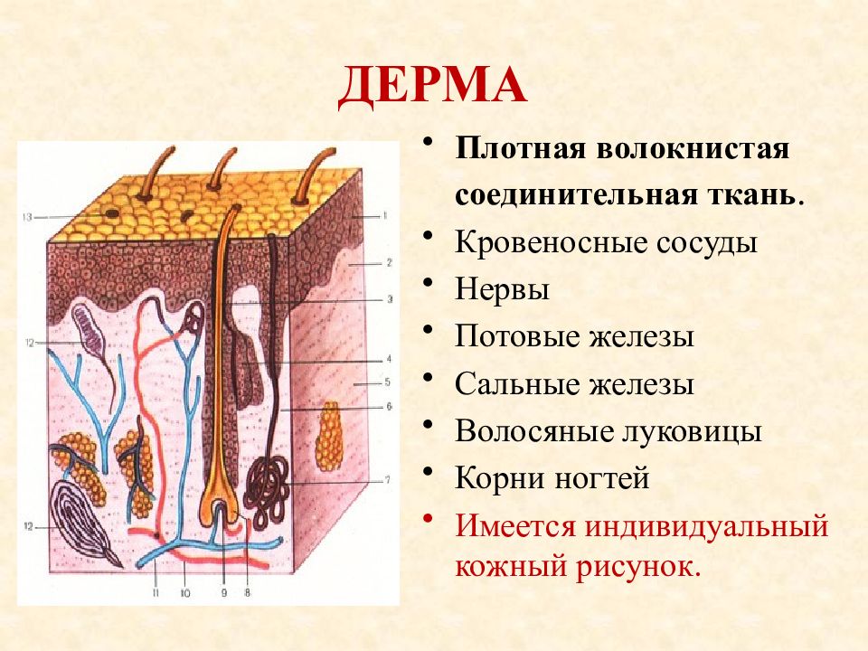 Презентация по теме строение и функции кожи